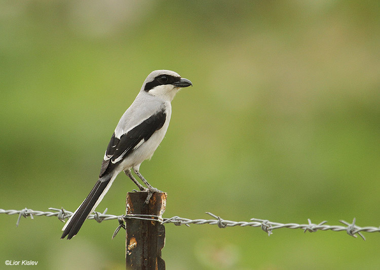  . Southern Grey Shrike ,  Lanius meridionalis  Susita, Golan , Israel  . 20-03-11Lior Kislev